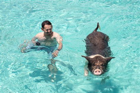 carnival swimming with pigs|SunCay Swimming Pigs Adventure with Lunch at Pigs。